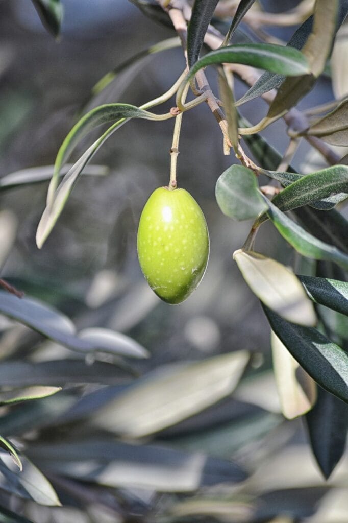 The Benefits of EVOO Olive Oil for Your Health and Cooking Needs 3 The Benefits of EVOO Olive Oil for Your Health and Cooking Needs Olive Savor : Taste the difference!
