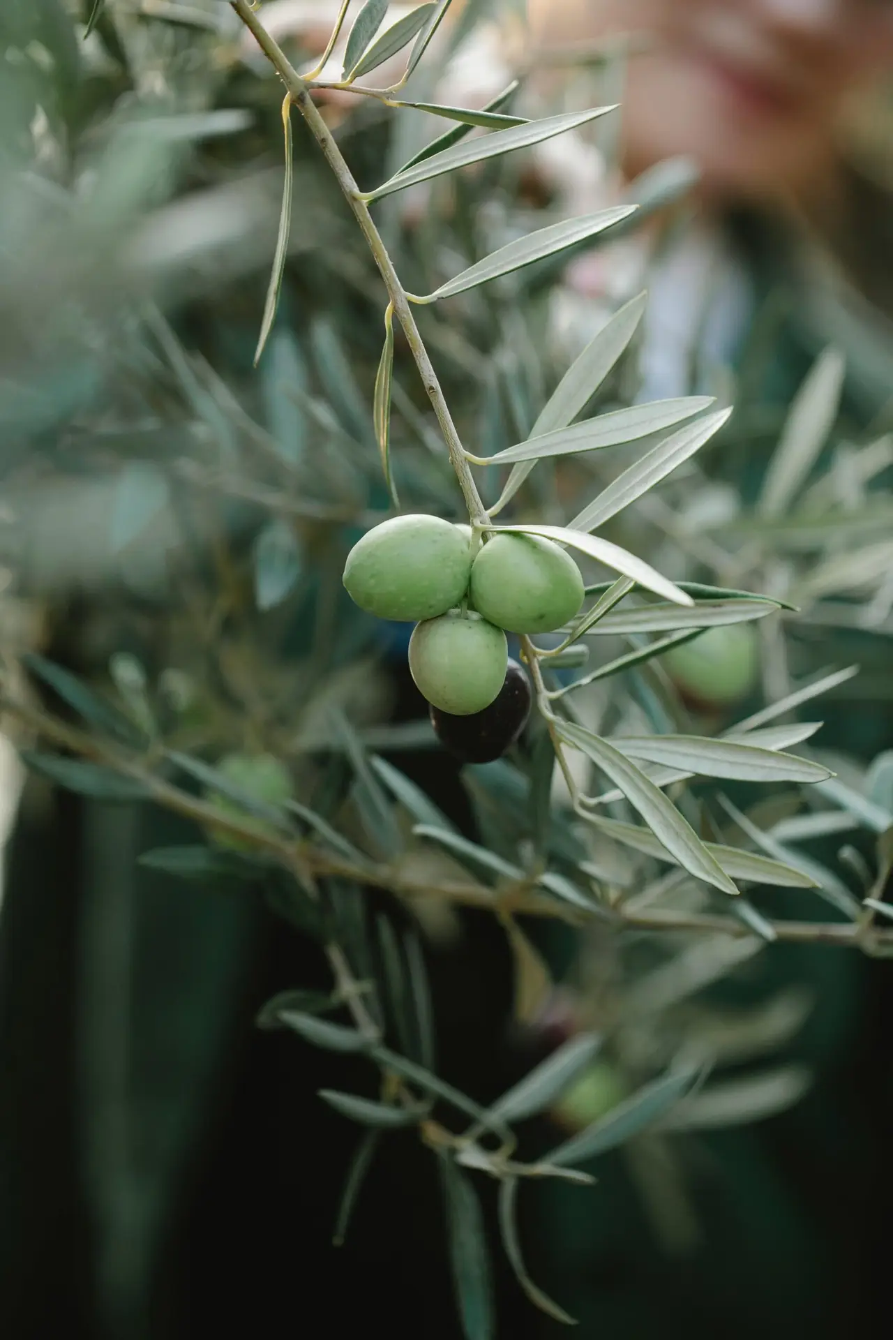 Is Olive Oil a Seed Oil? Discover the Truth Behind Olive Savor’s Pure and Healthful Olive Oil 1 Is Olive Oil a Seed Oil? Discover the Truth Behind Olive Savor’s Pure and Healthful Olive Oil Truth Behind Olive Savor’s Pure and Healthful Olive Oil